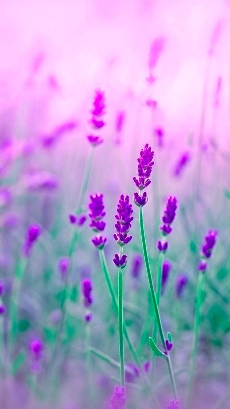 750x1334 Tap To Get Free App ⬆ Purple Flowers Wallpaper For