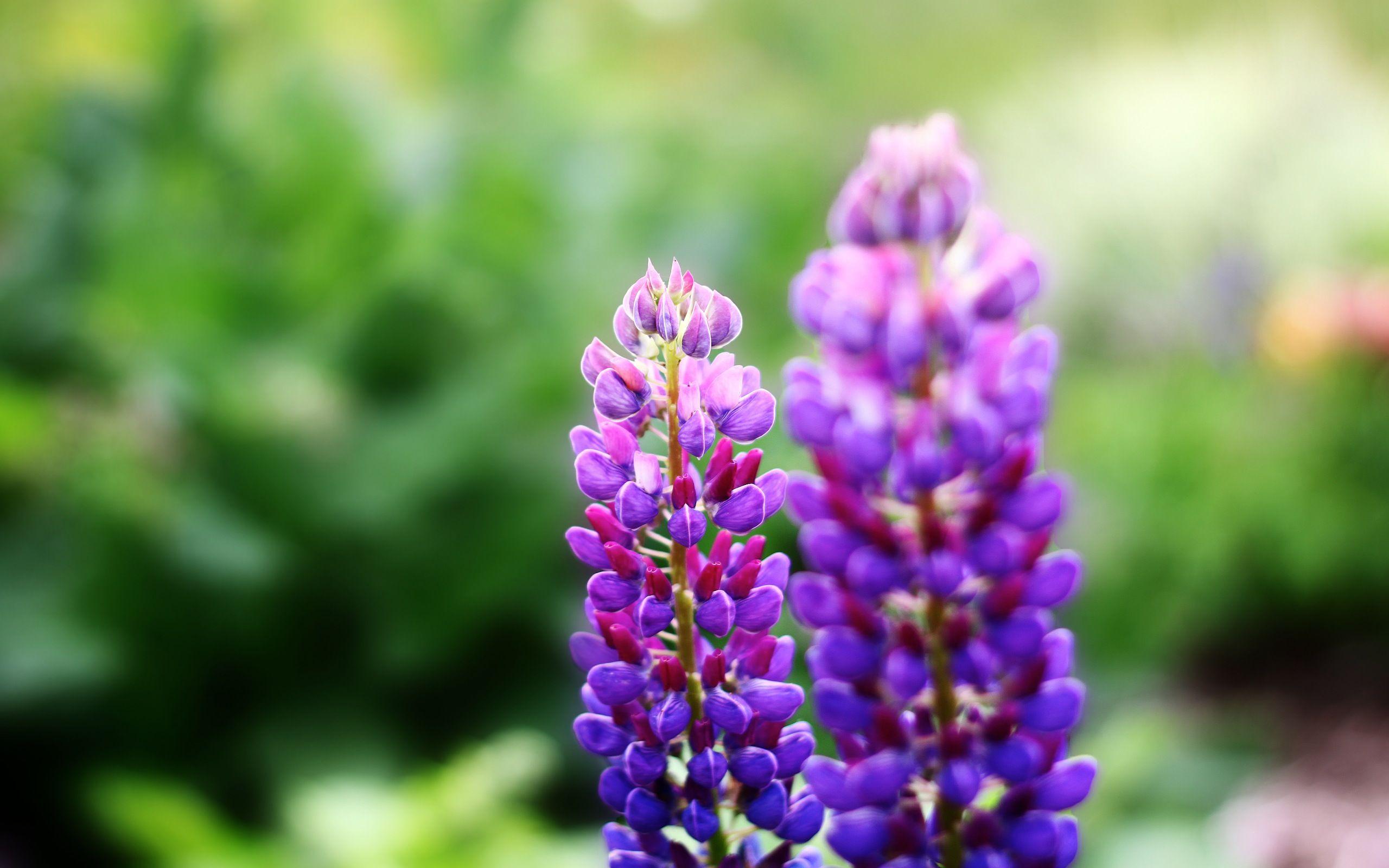 2560x1600 Free Purple Flowers, Download Free Clip Art, Free Clip Art
