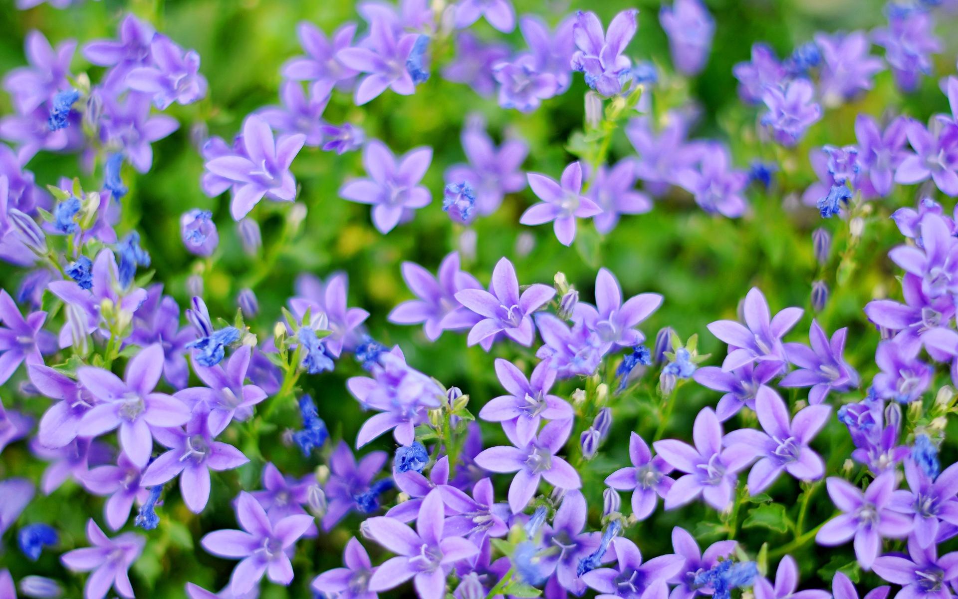 1920x1200 Purple Flowers wallpaper and Calm