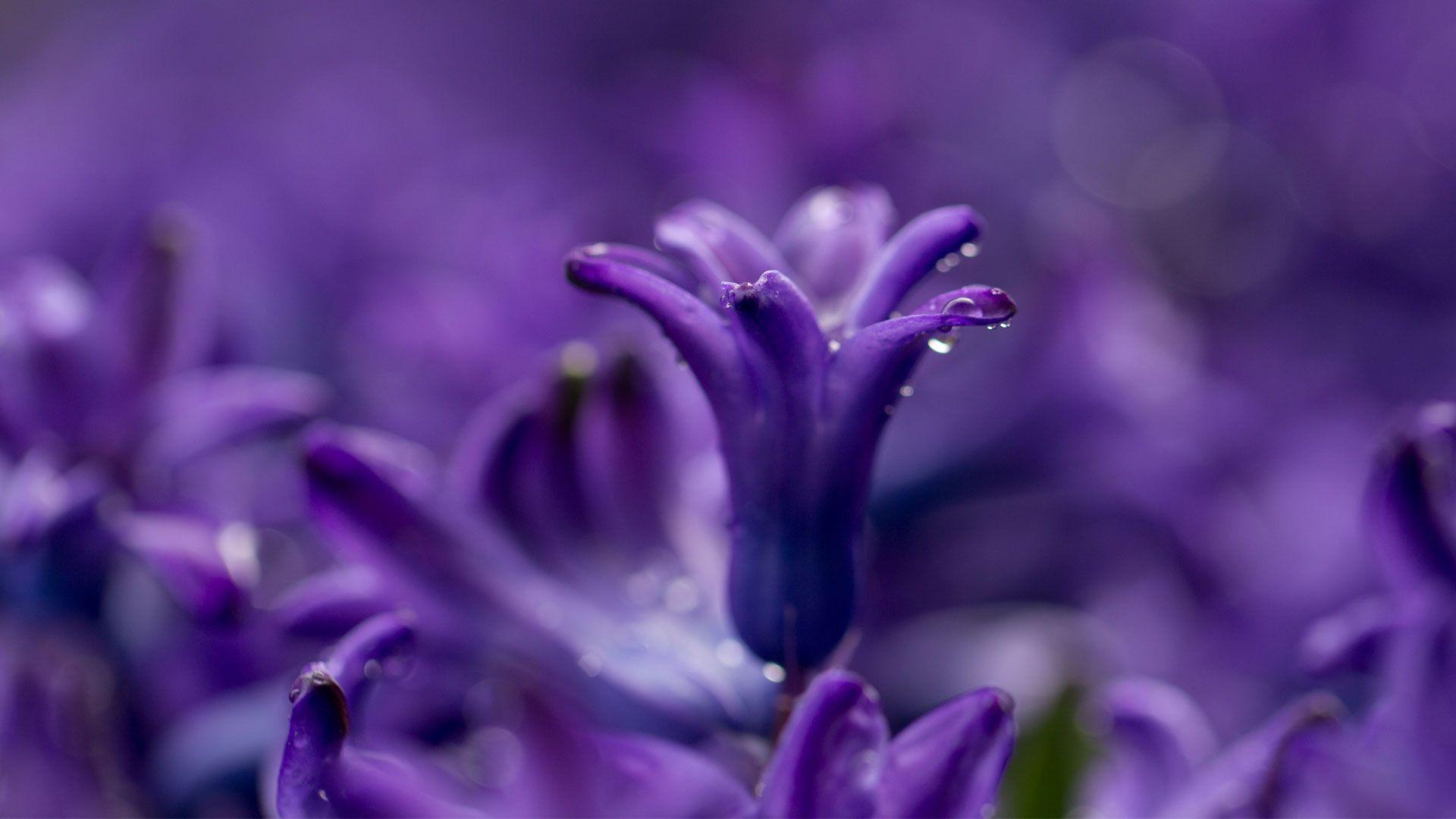 Purple Flowers Aesthetic Laptop Wallpapers Top Free Purple Flowers