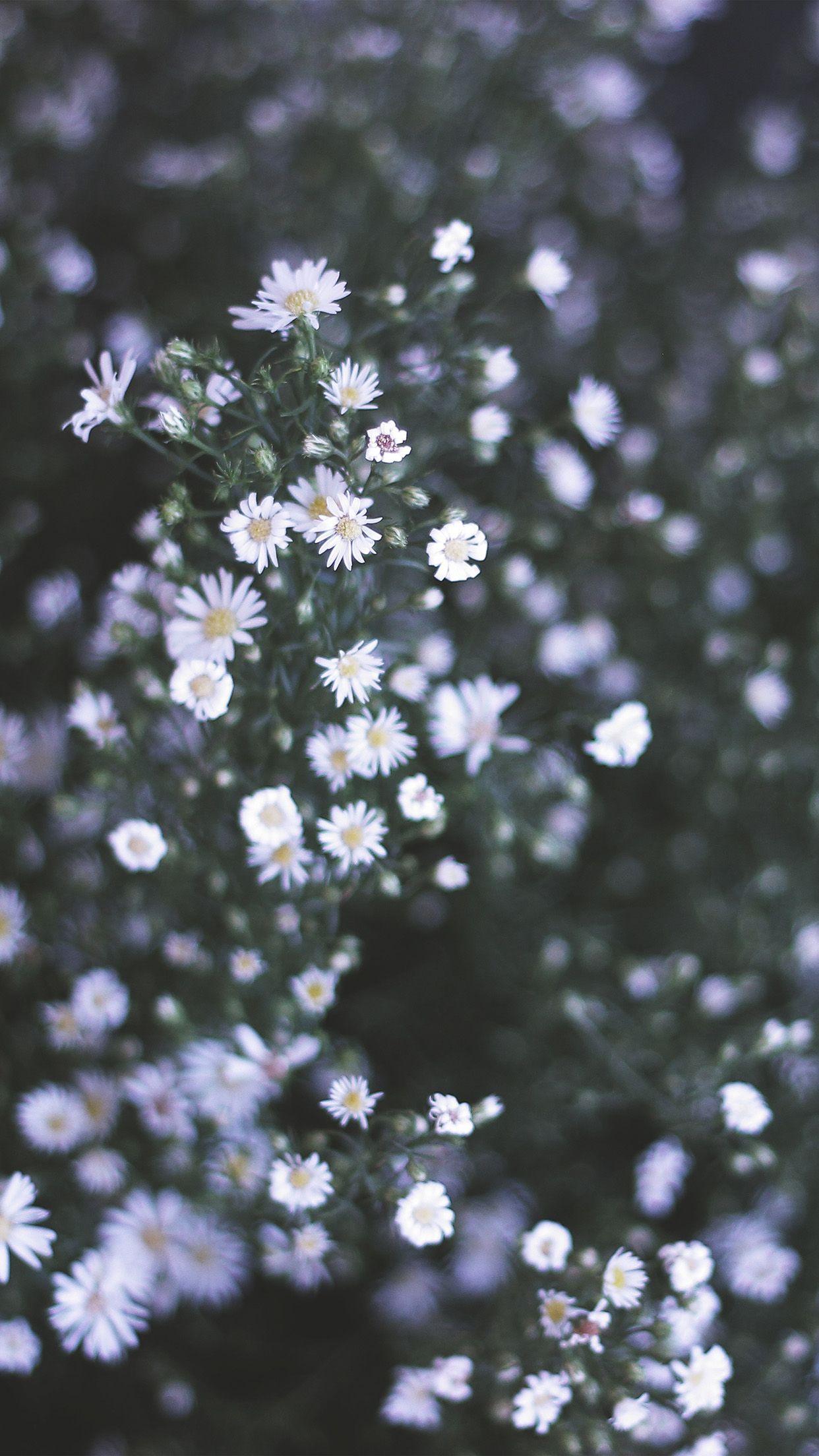 1242x2208 Flower White Spring Nature Wallpaper