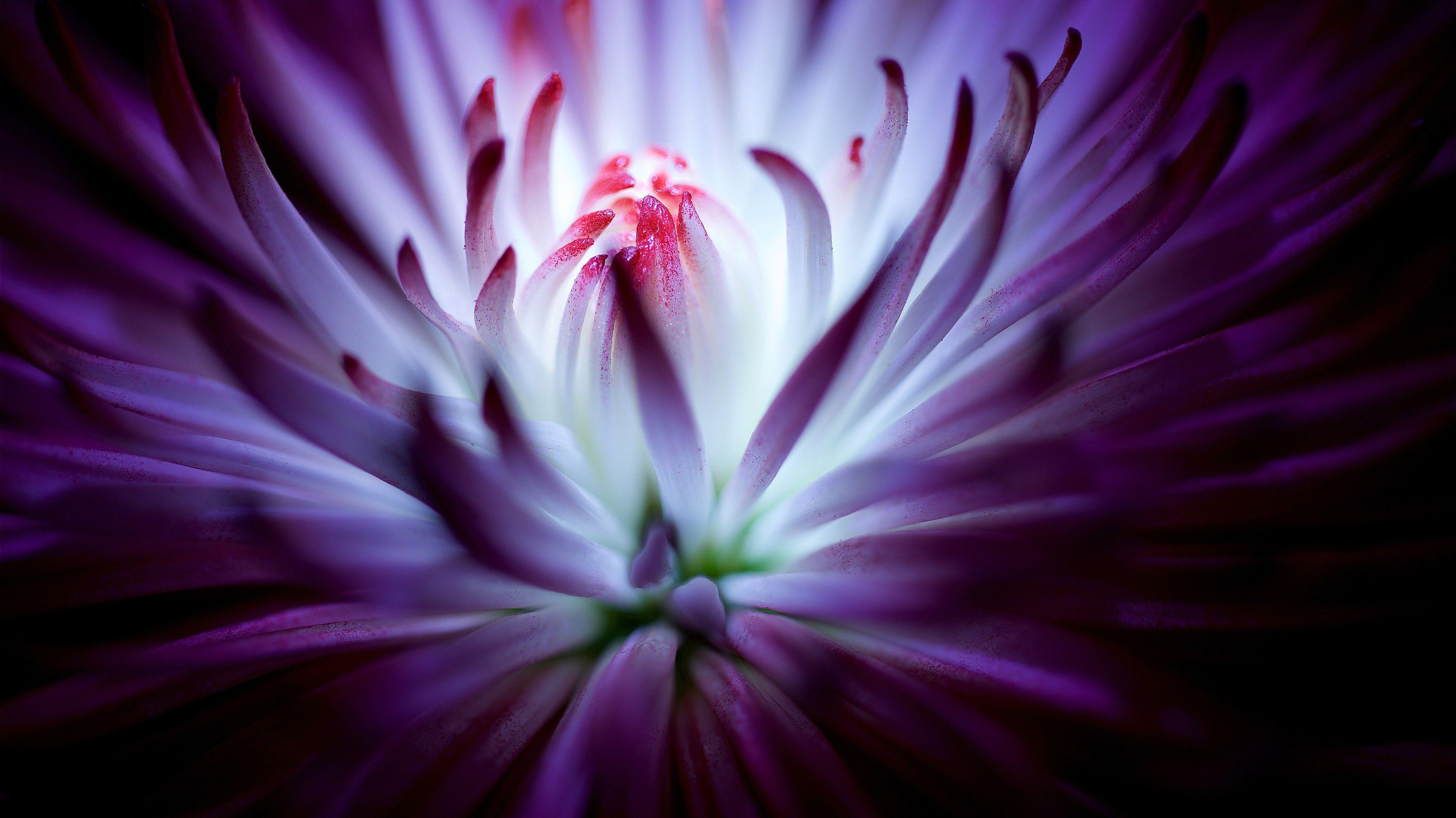 3840x2160 Purple flower 4K Wallpaper