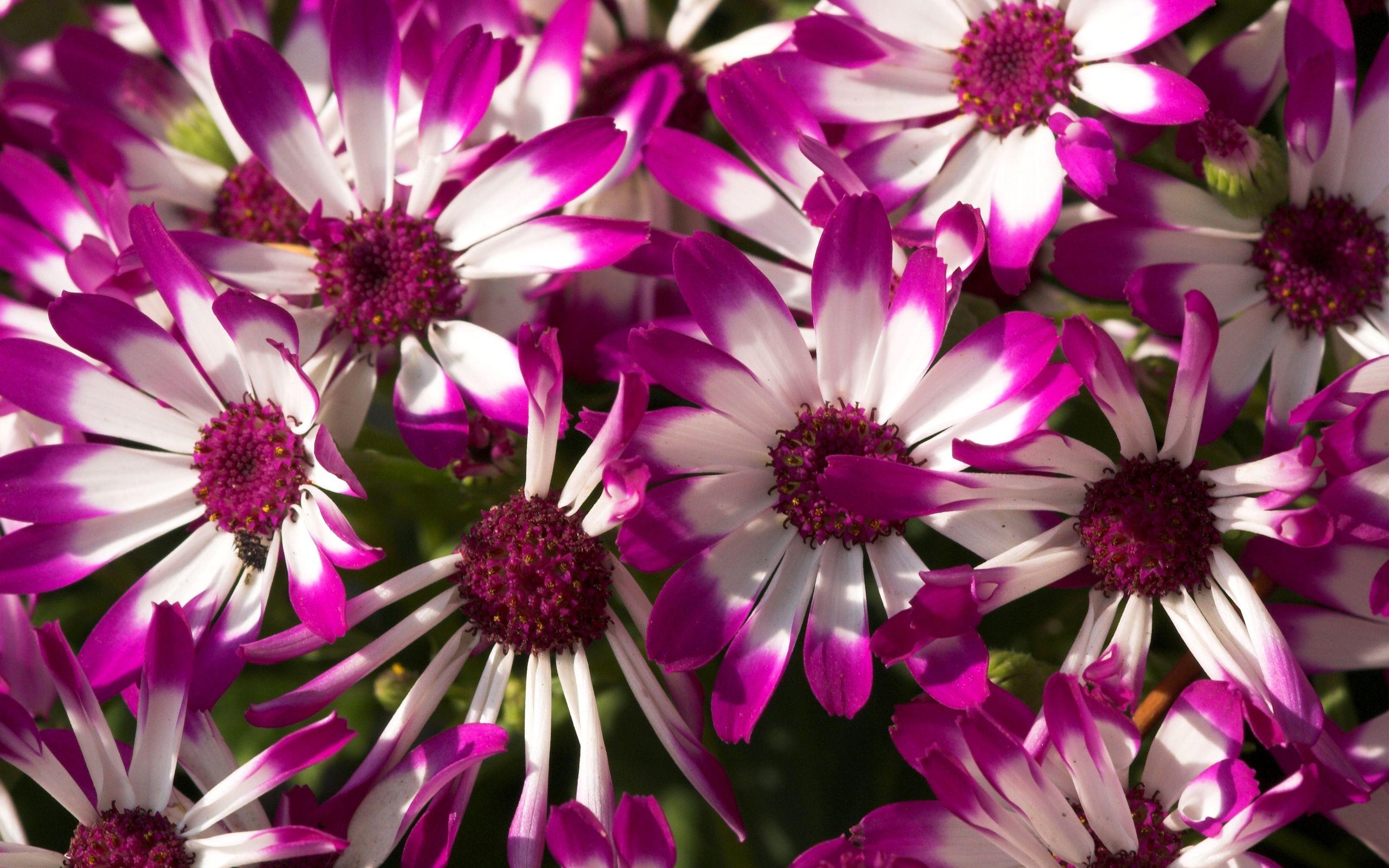 2560x1600 Free download HD Purple Flower Wallpaper image gallery 2560x1600