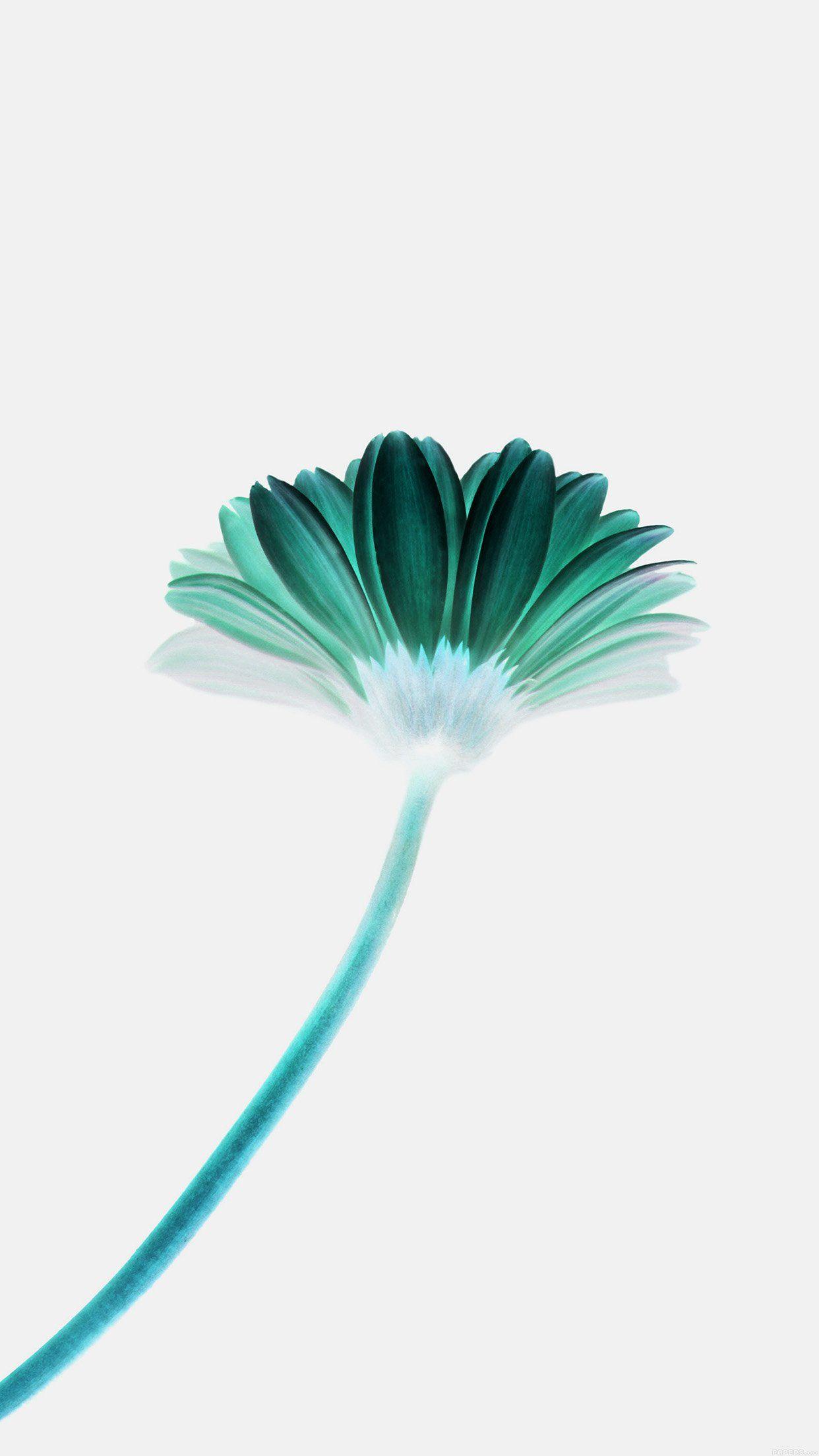 1242x2208 iPhone Flower Wallpaper White Background Wallpaper