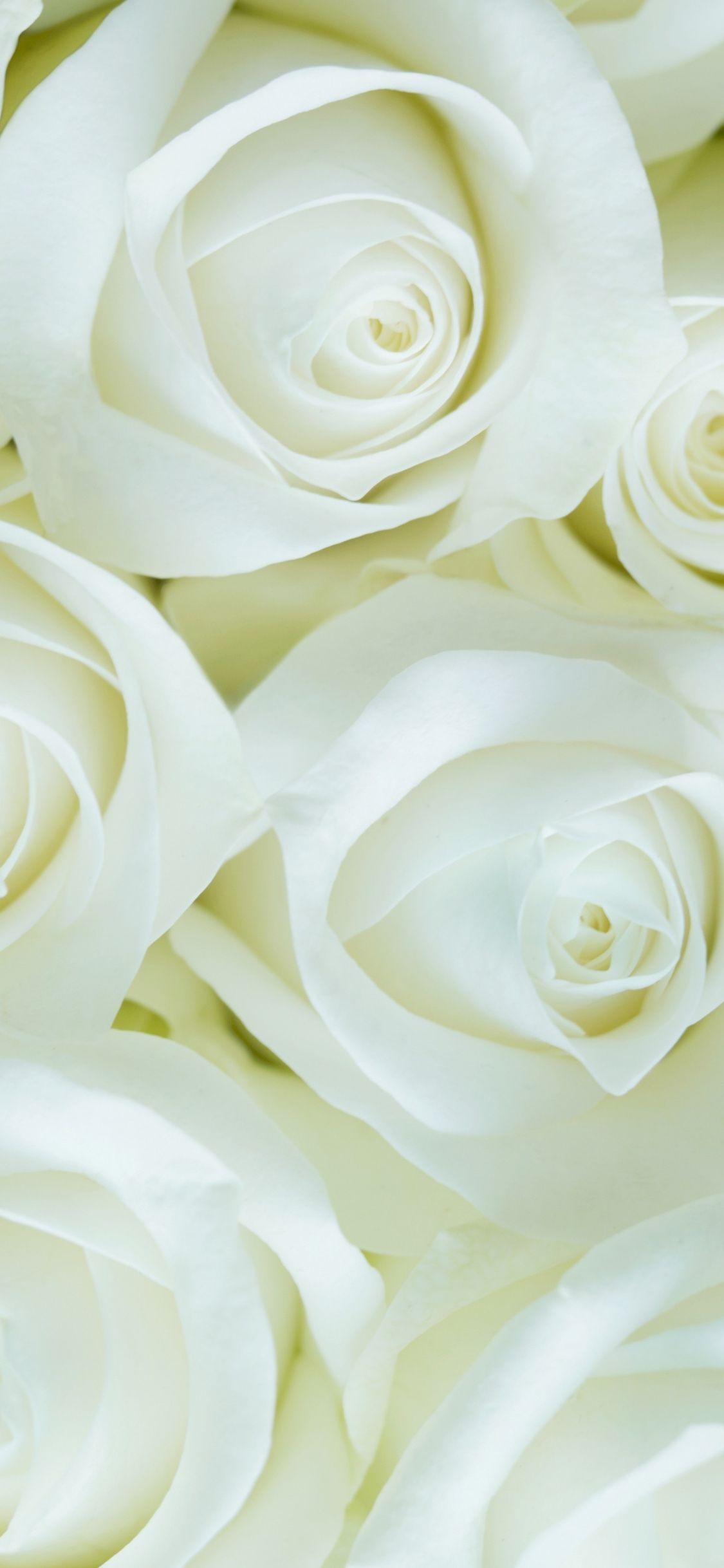 White Roses iPhone Wallpapers Top Free White Roses iPhone Backgrounds