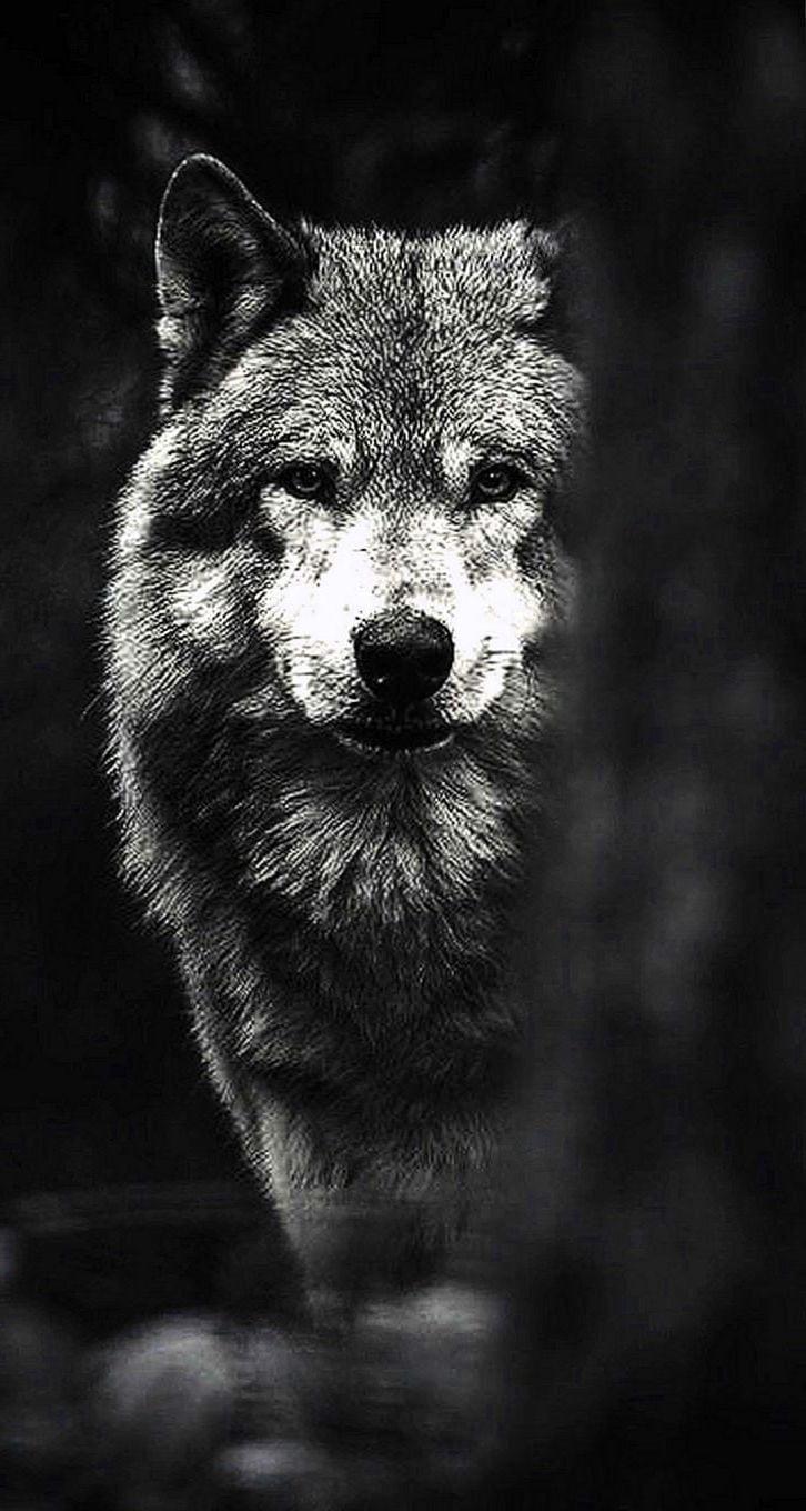 726x1360 Wolf Drawing IPhone Wallpaper Wallpaper.pro