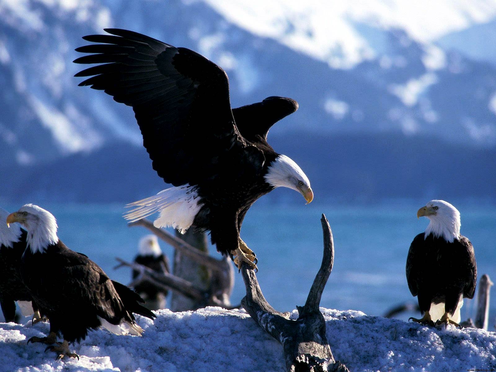 1600x1200 Baby Bald Eagles Wallpaper