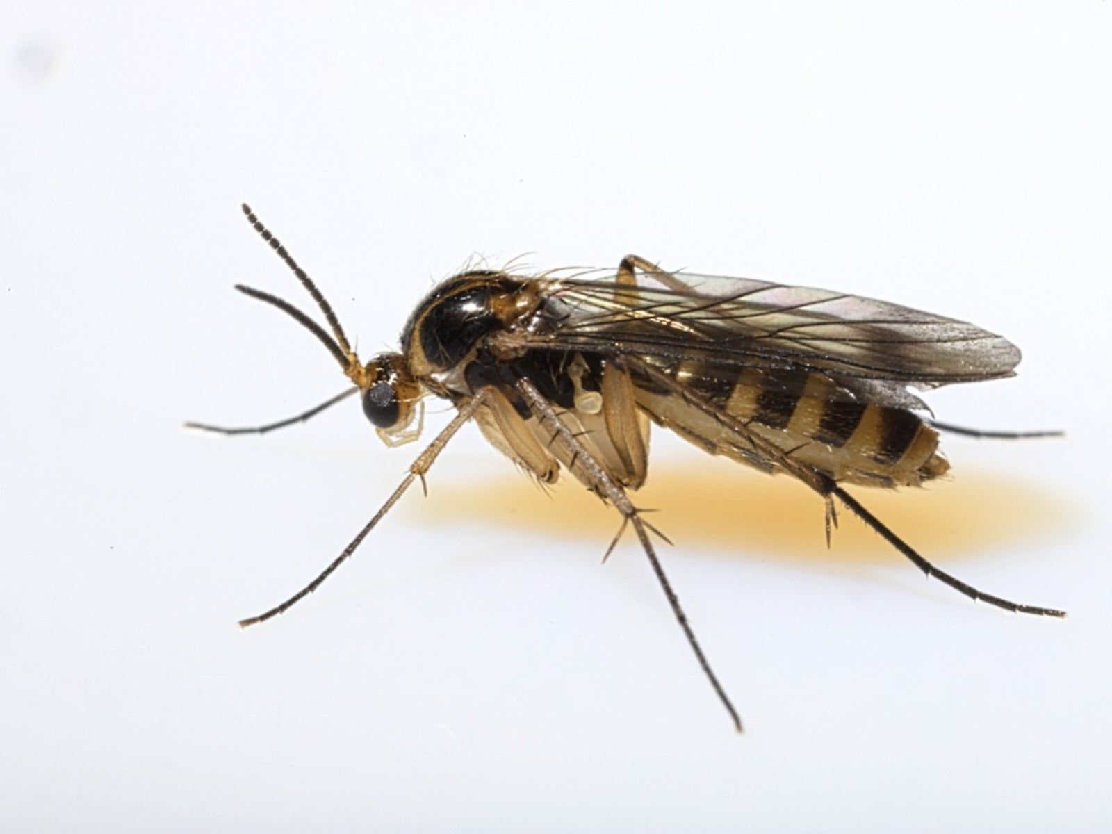1600x1200 Identifying Fungus Gnats: How To Get Rid Of Soil Gnats. Gardening Know How