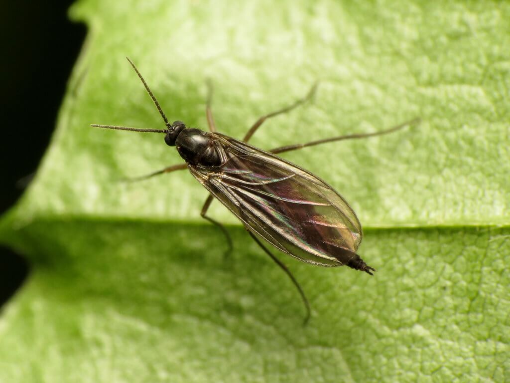 1024x768 Fungus Gnats On Your Houseplants? Here's How to Deal With Them