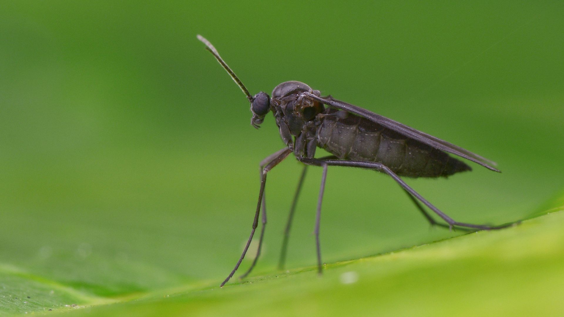 1920x1080 The Gnats We Can't Escape!. Fungus Gnats in Houseplants's Ally