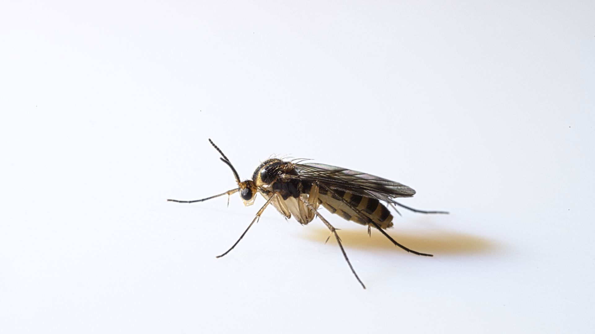 1920x1080 Fungus Gnats