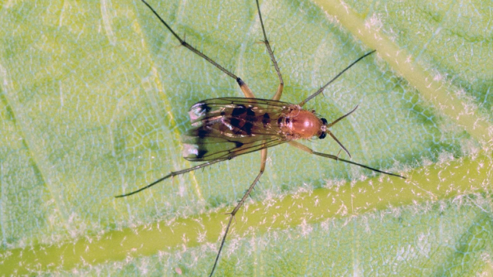 1600x900 Fungus Gnats. University of Maryland Extension