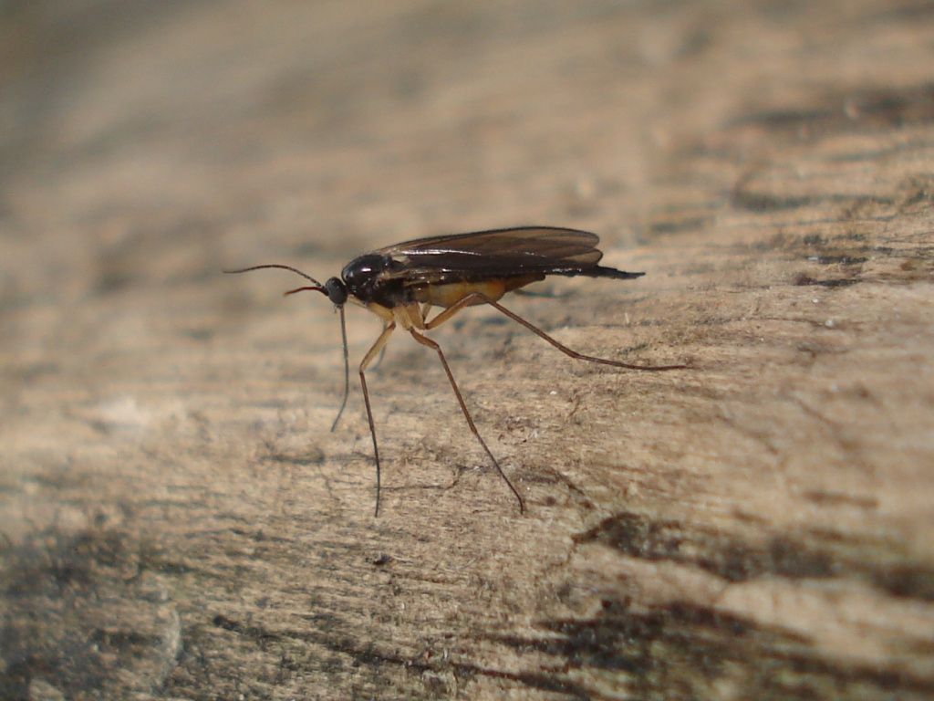 1024x768 Gnats: Identification and Control Measures