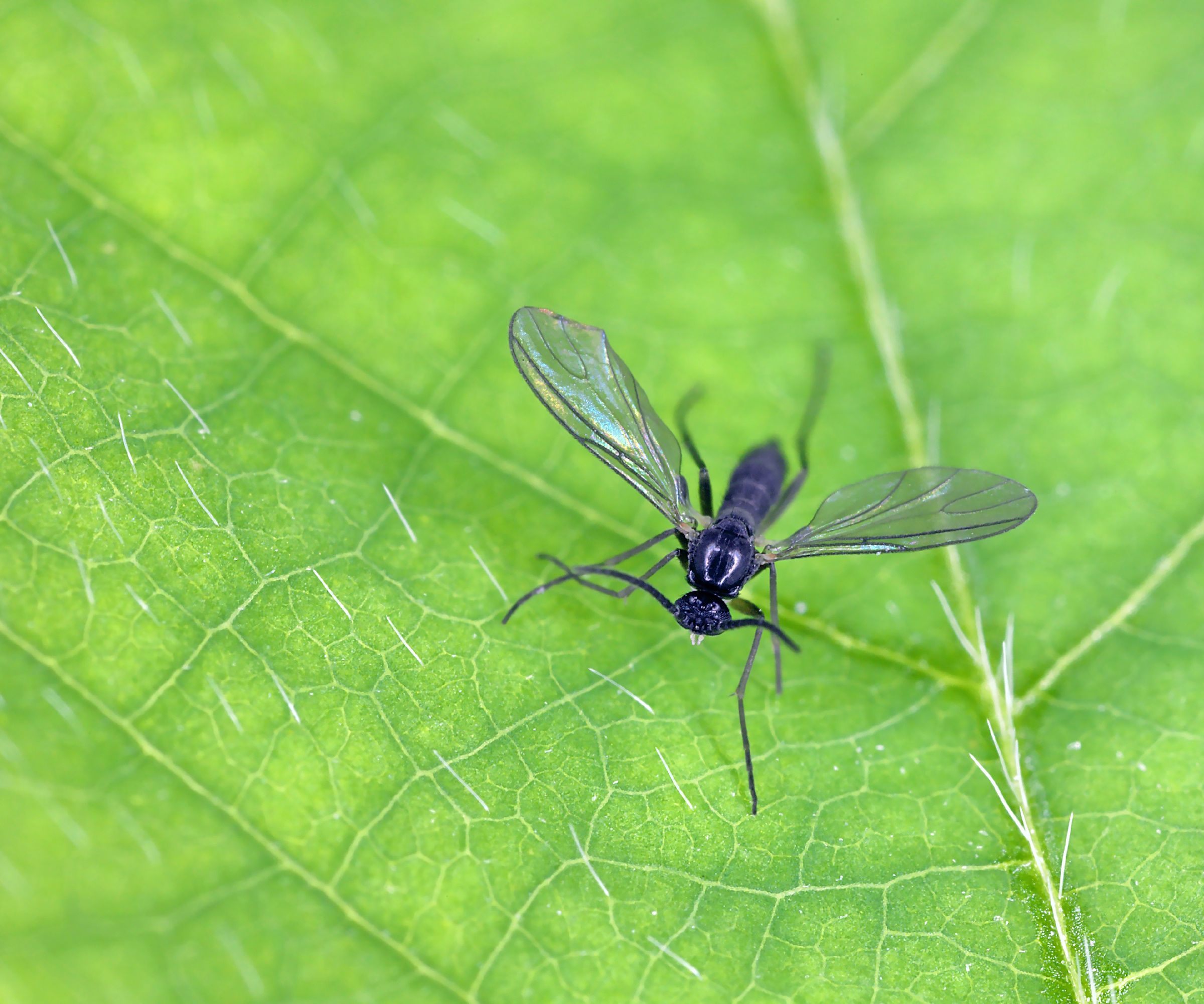 2400x2000 How to get rid of fungus gnats using a potato. Homes and Gardens
