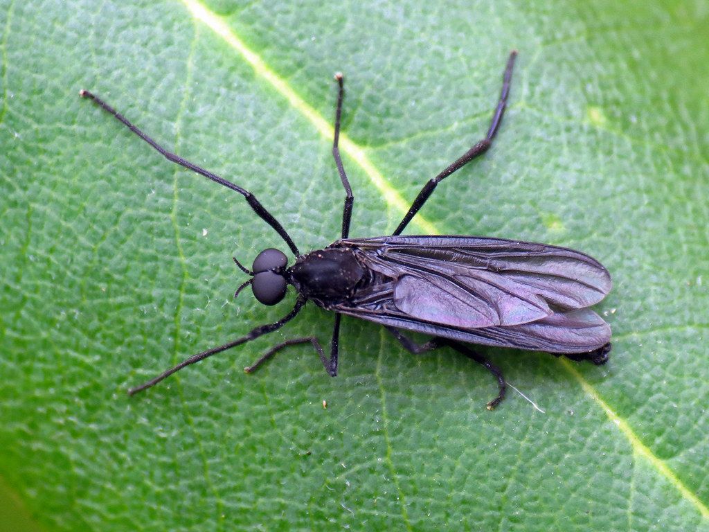 1024x768 Black Gnat. A Top Down View Of One Of The The Black Gnats T