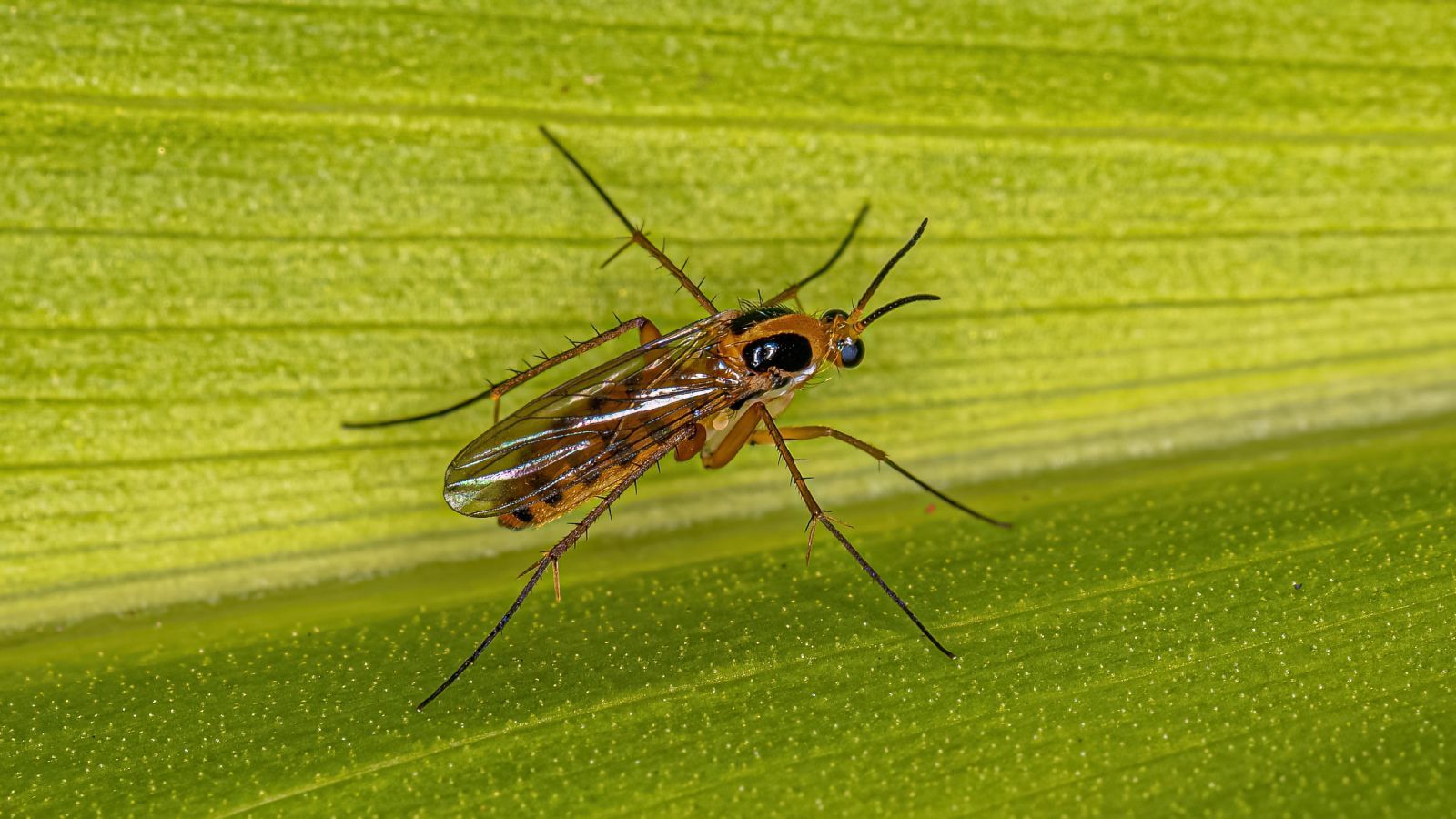 1600x900 This Cheap Product Kills Fungus Gnats Fast in Houseplants. Gardening Know How