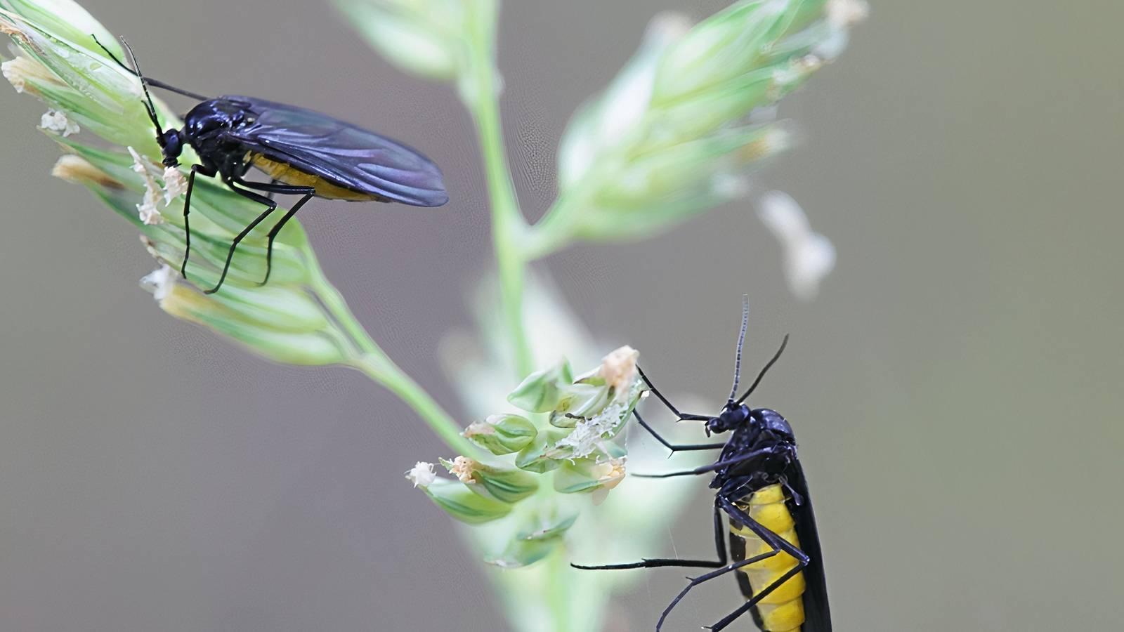 1600x900 Gnats in the Soil? Here's the Real Reason