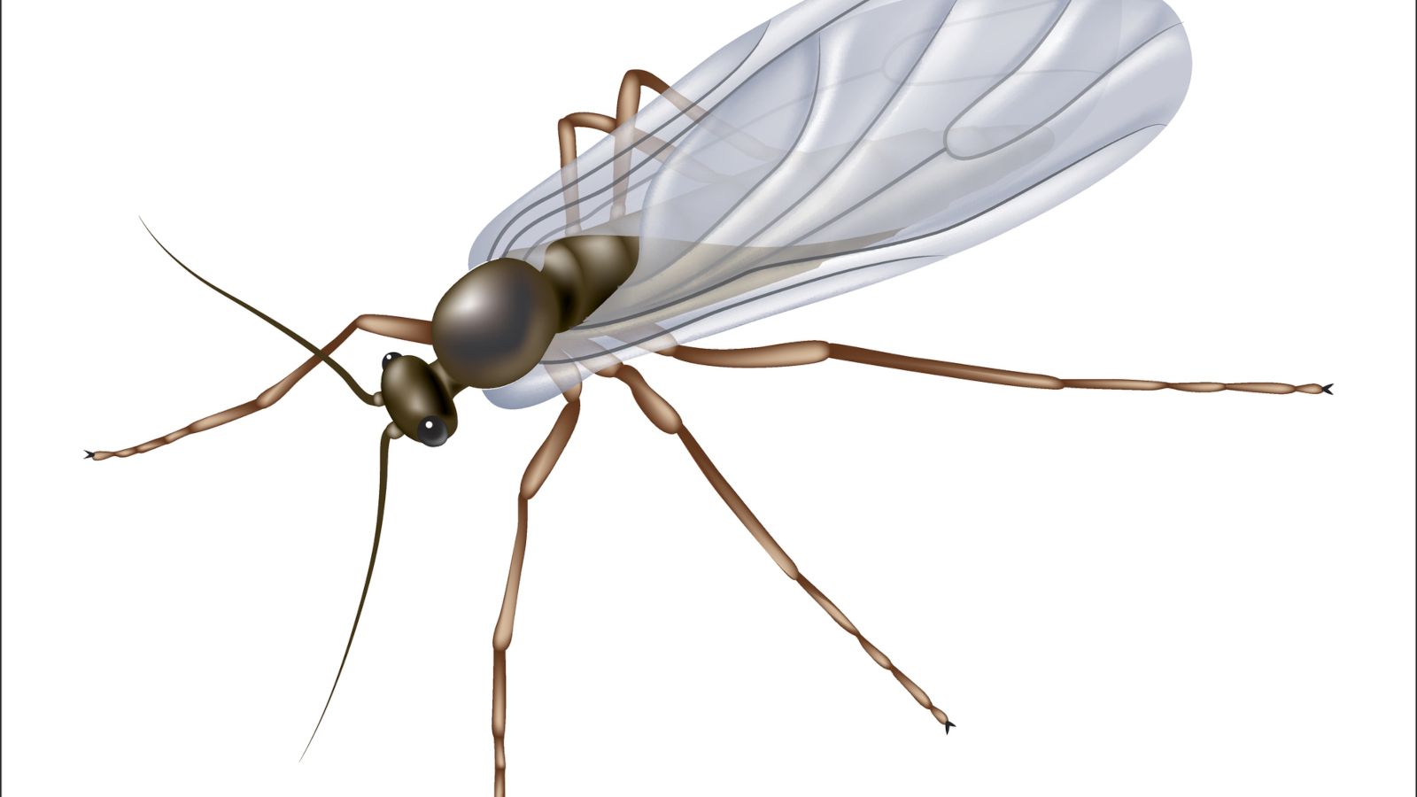 1600x900 Eliminating Fungus Gnats: Treatment Options