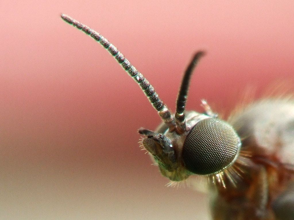 1024x768 Wood Gnat. Such huge eyes in comparison to the head