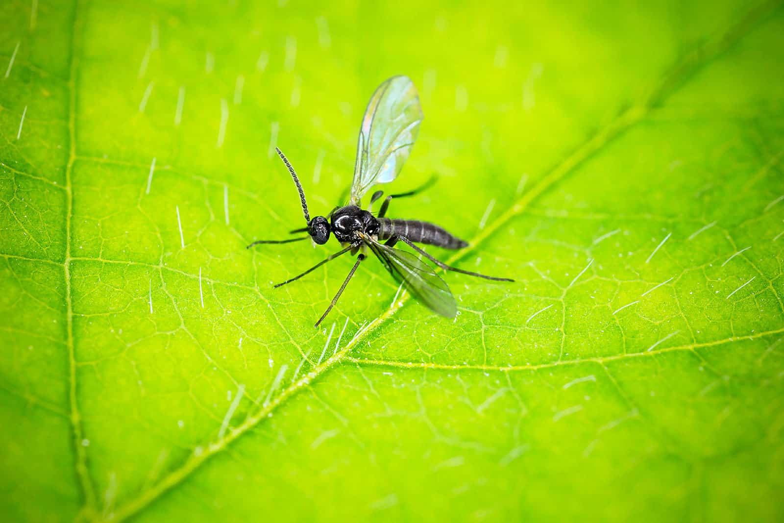 1600x1067 How I Got Rid of Fungus Gnats—For Good