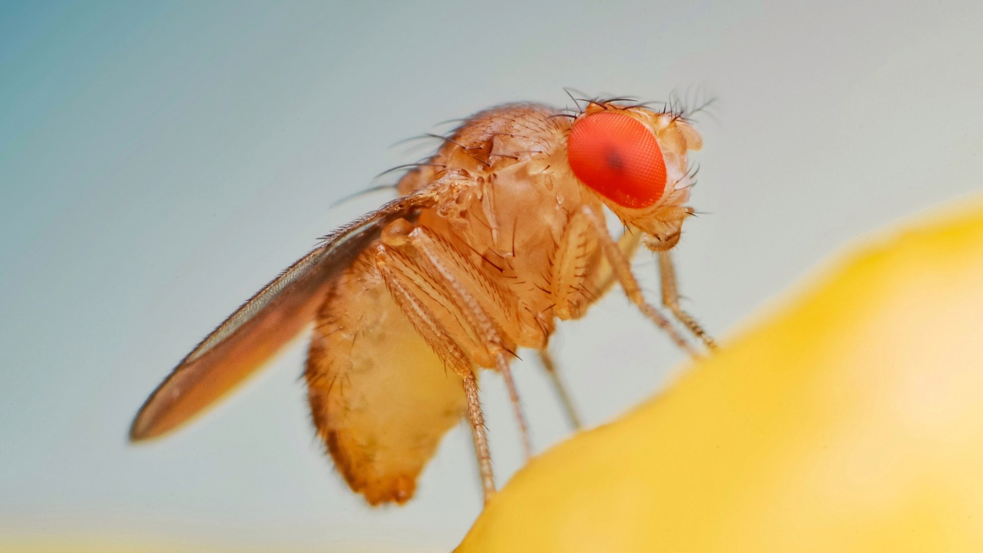 1920x1080 The Gnats We Can't Escape!. Fungus Gnats in Houseplants's Ally