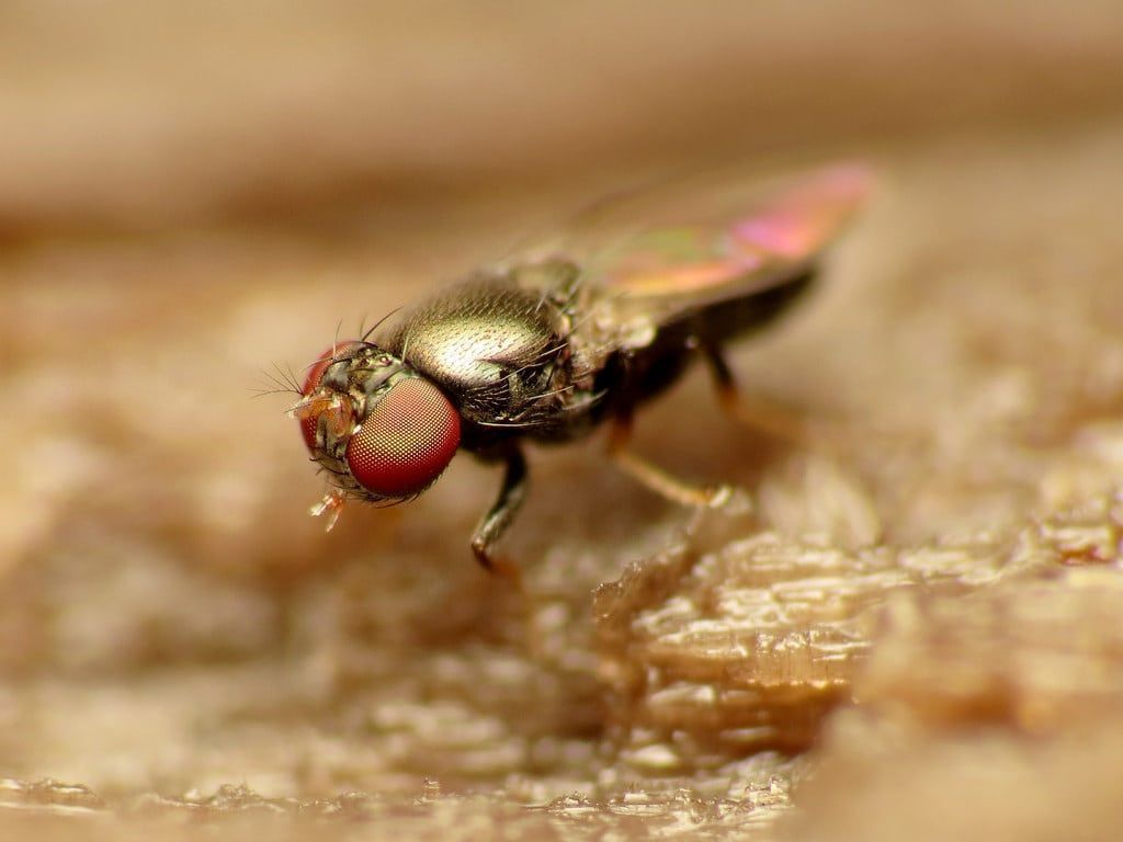 1024x768 Shore Fly Or Fungus Gnat