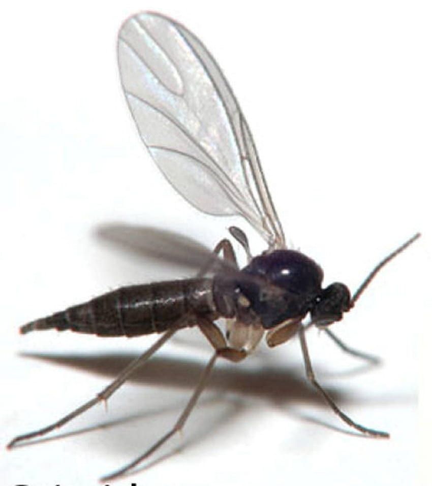 850x957 Fungus gnats HD wallpaper