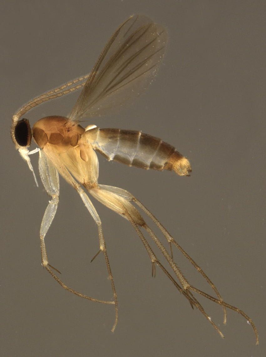 850x1142 Fungus gnats HD wallpaper