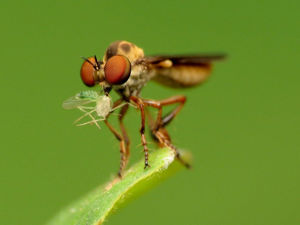 1024x768 Gnat Ogre with prey. Holcocephala sp. Rock Creek Park, Wash
