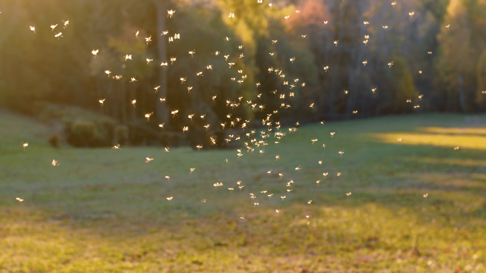 1920x1080 Ways to Repel Gnats: Take Back Your Yard