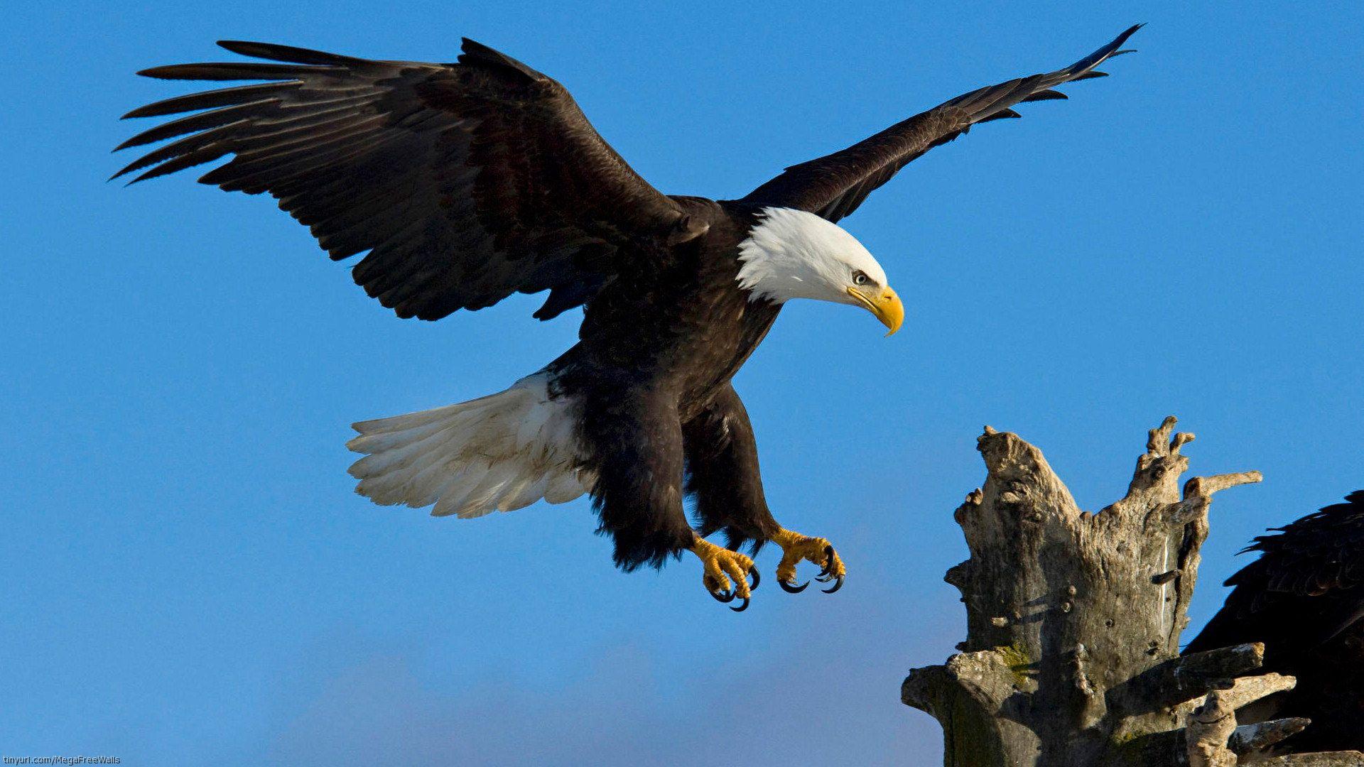 1920x1080 Best Eagle Wallpaper HD Wallpaper