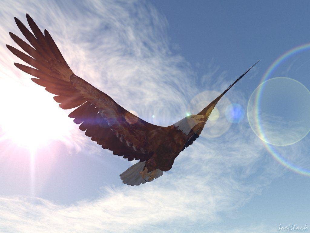 1024x768 Bald Eagle Wallpaper Cute and Docile