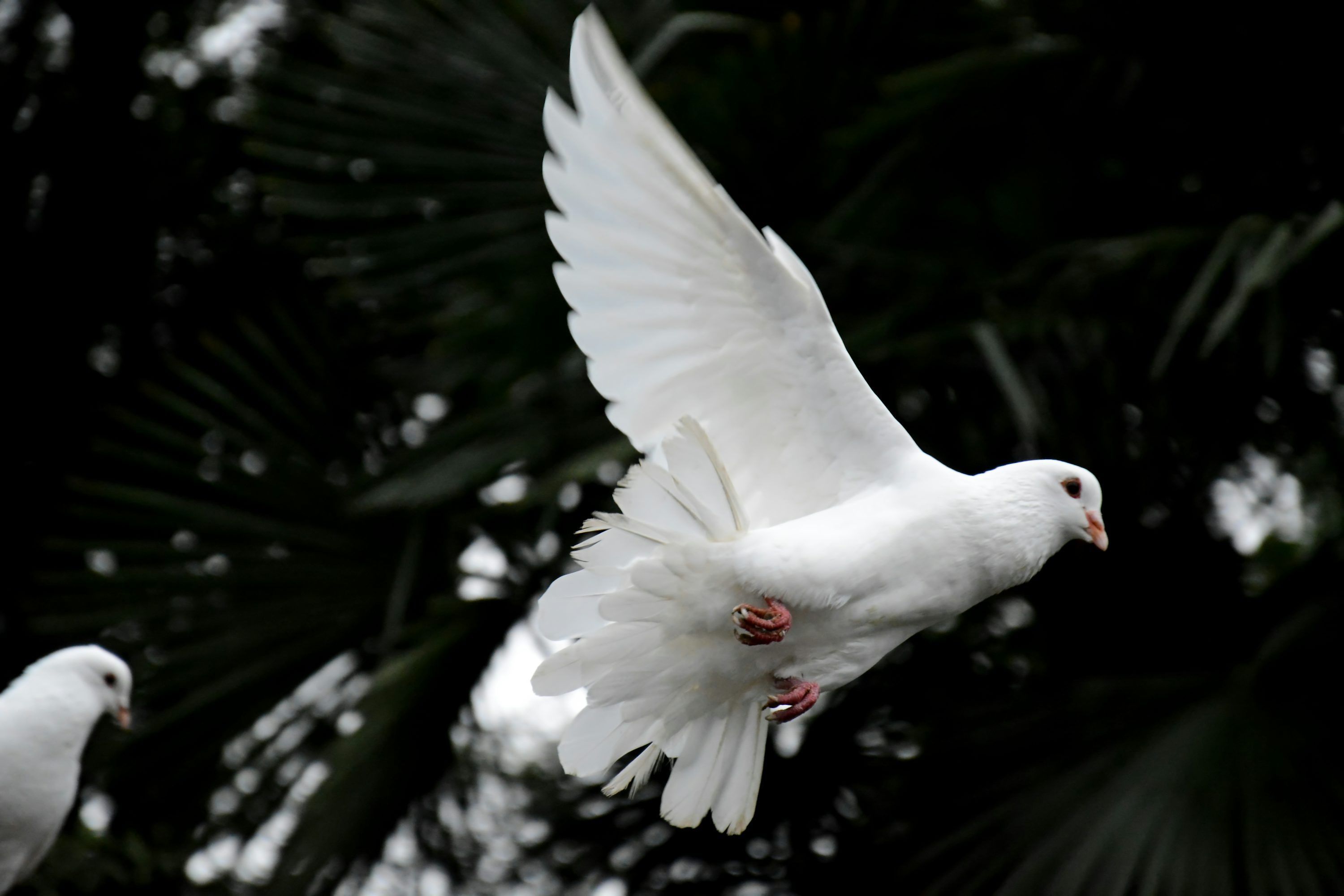 3000x2000 Peace Dove Picture. Download Free Image
