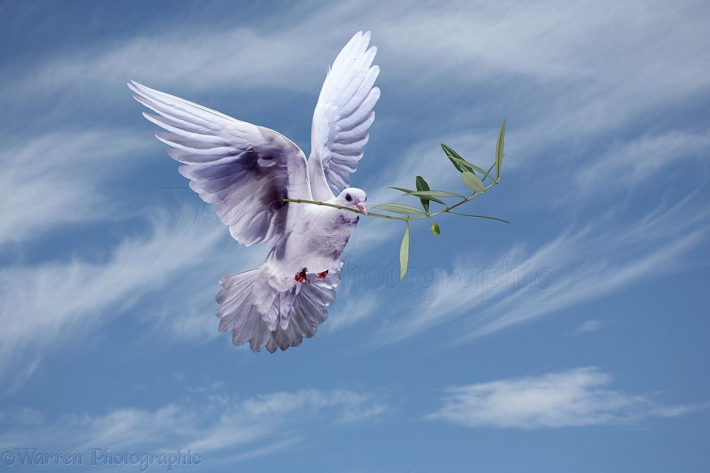 1402x935 Peace dove with olive branch photo WP21520