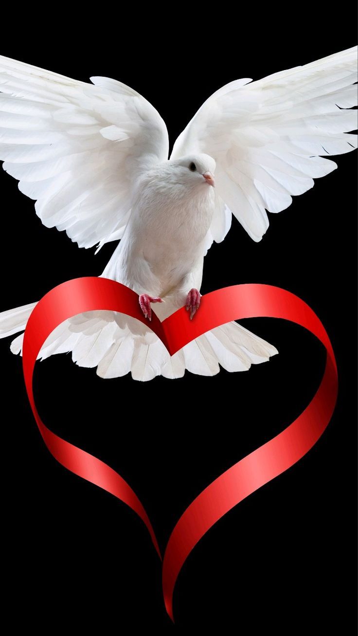 736x1307 Love Wallpaper for Mobile Dove with Heart Ribbon