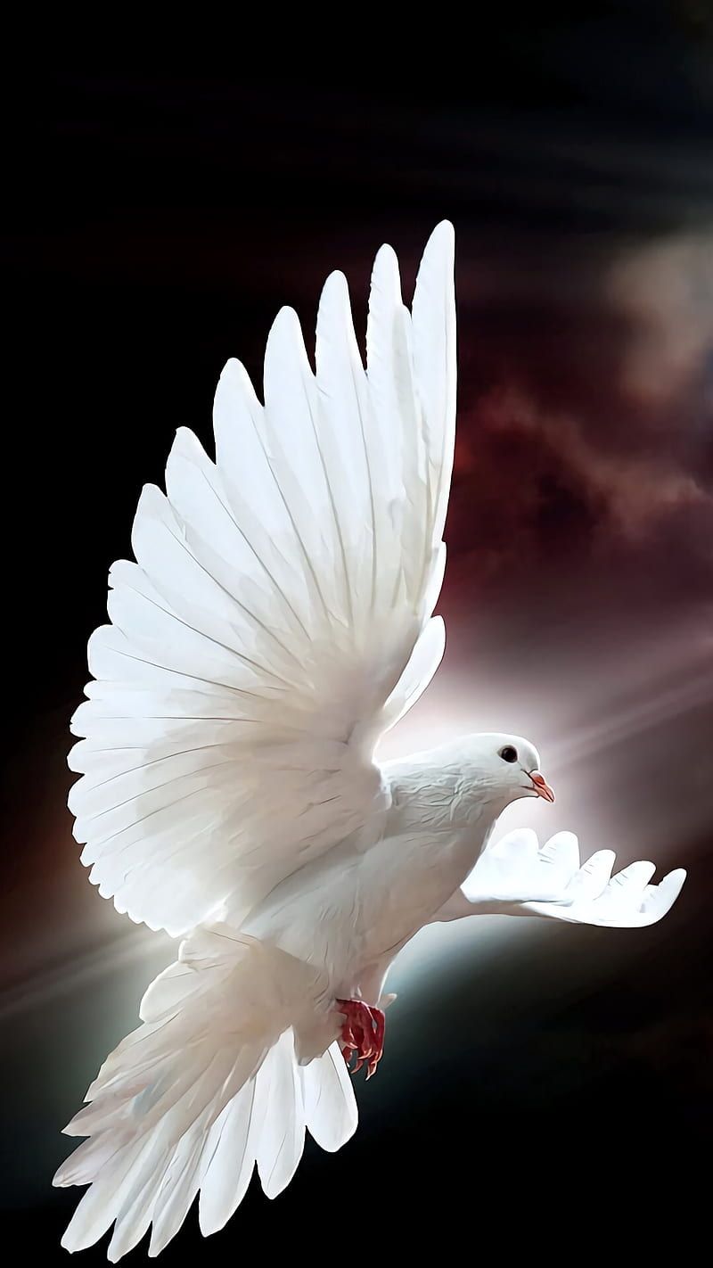 800x1422 HD peace dove wallpaper
