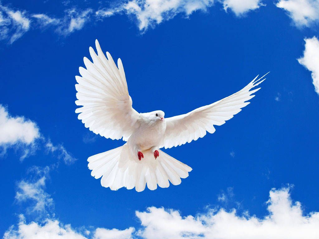 1024x768 Dove Wallpaper