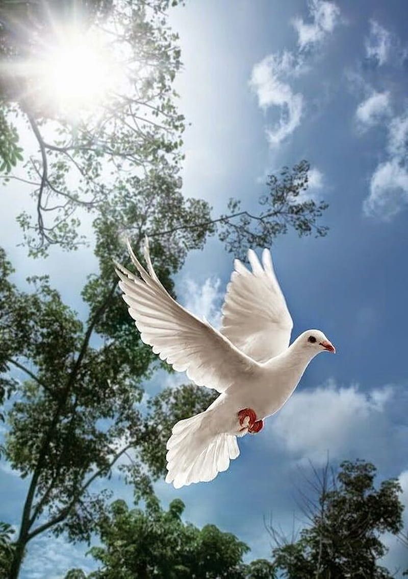 800x1133 Dove, peace, HD phone wallpaper