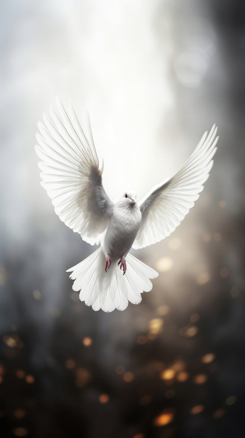 800x1427 Dove Flying Image Wallpaper