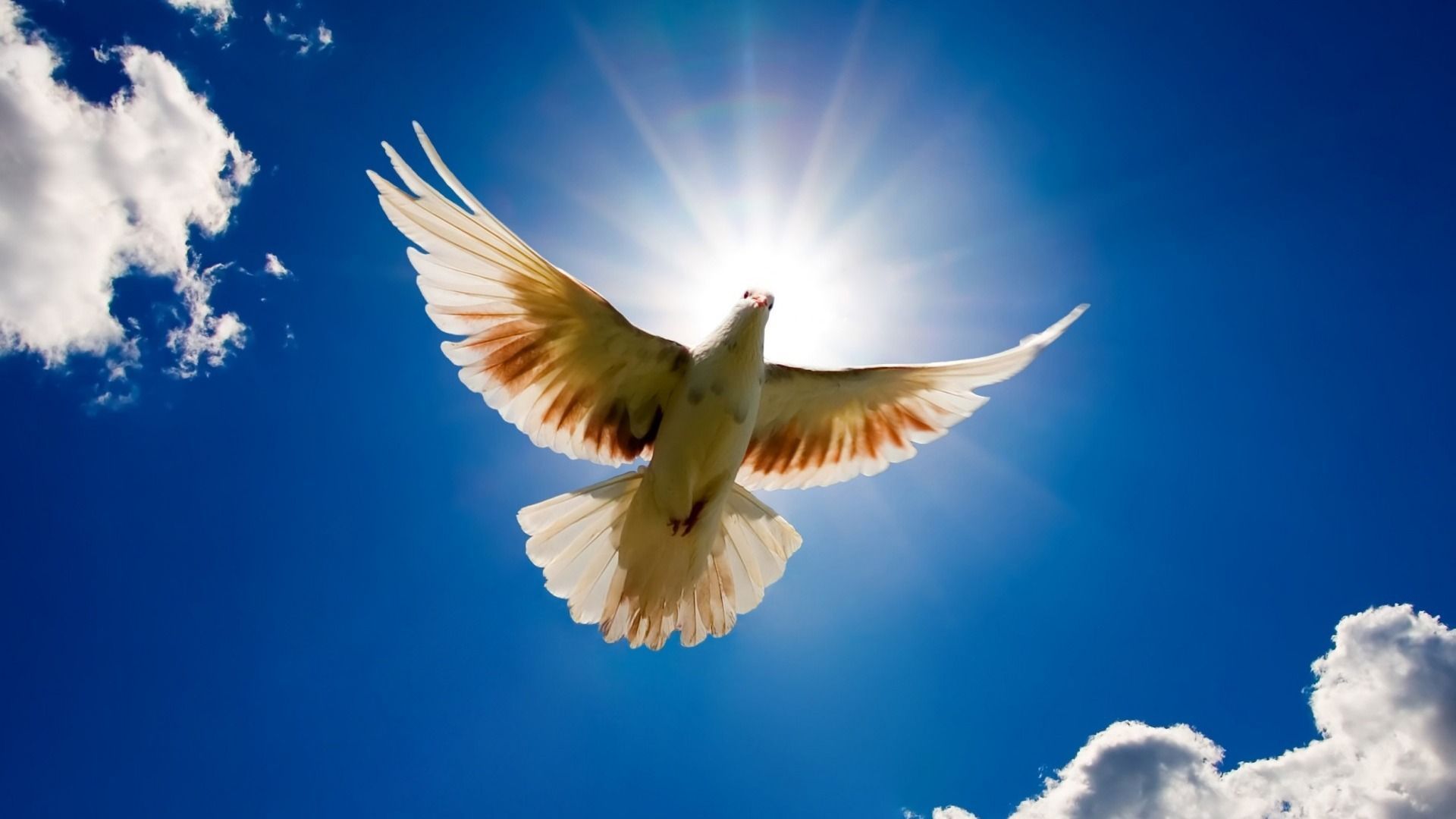 1920x1080 Peace Dove Flying In The Sky Animal World Series Wallpaper