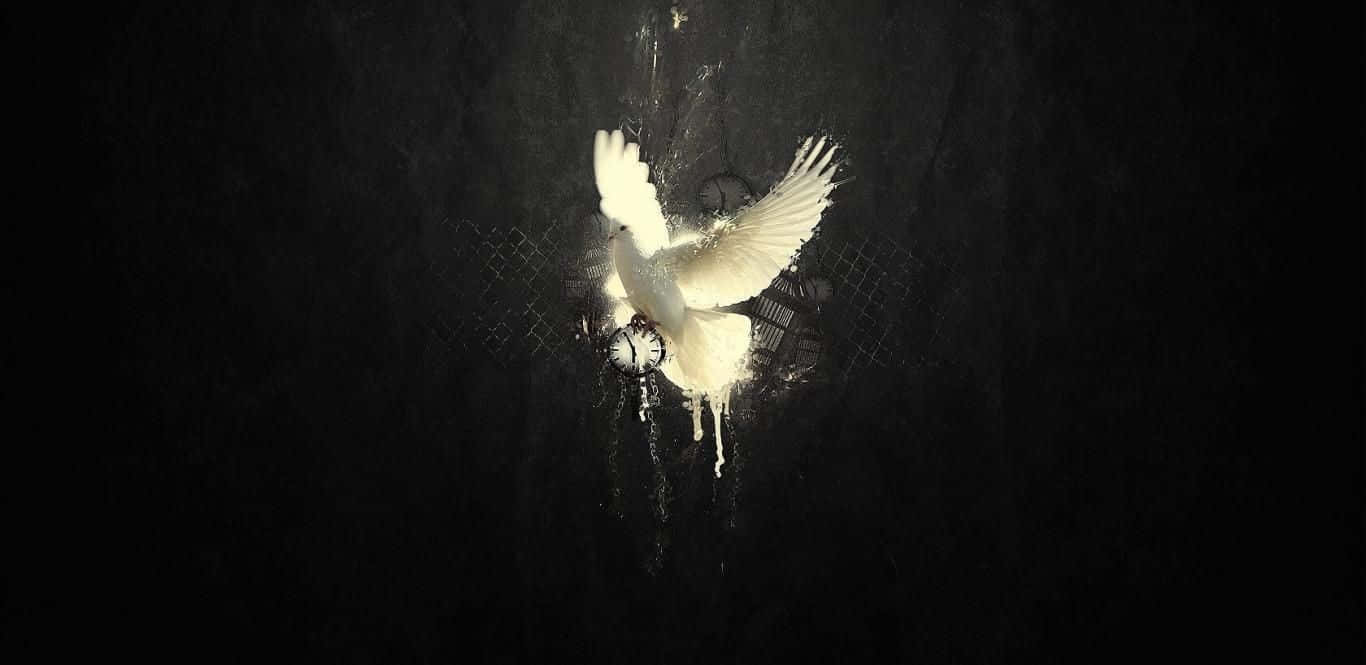1366x665 Download Peaceful White Dove Flying in
