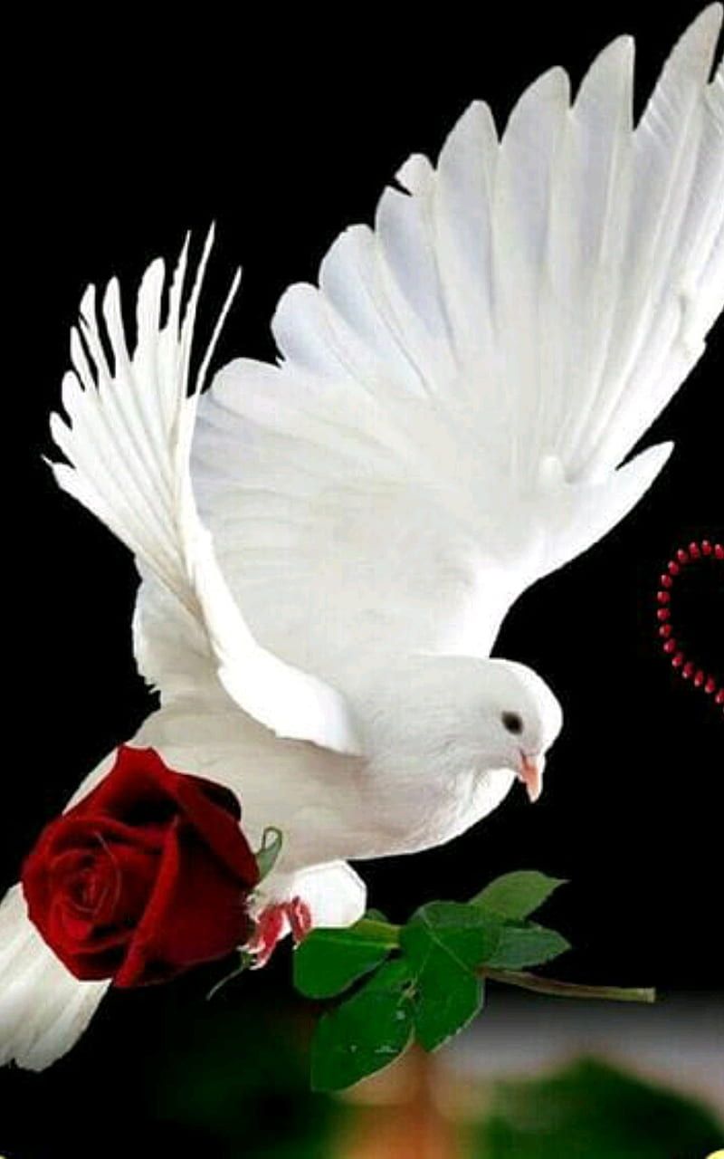 800x1280 Dove of love, peace, HD phone wallpaper