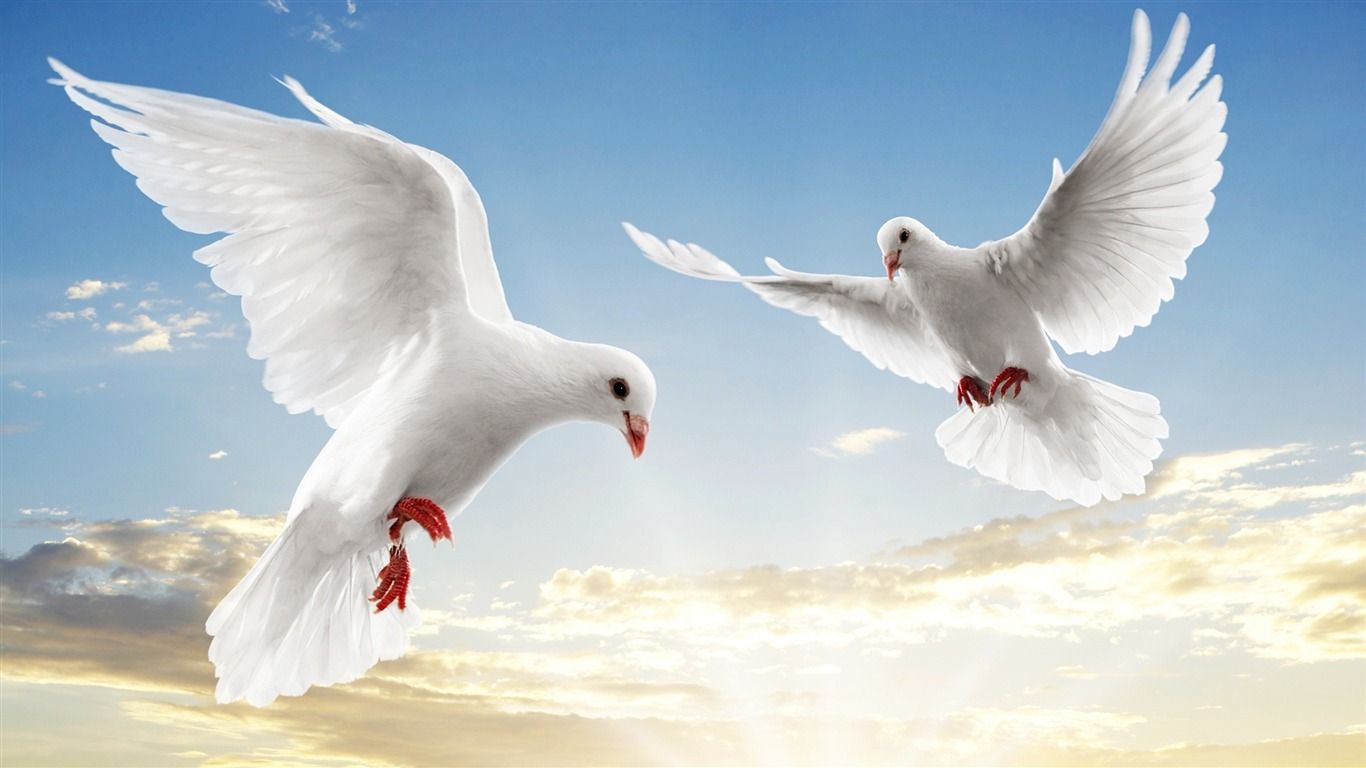 1366x768 Peace Dove Animal World Series Wallpaper