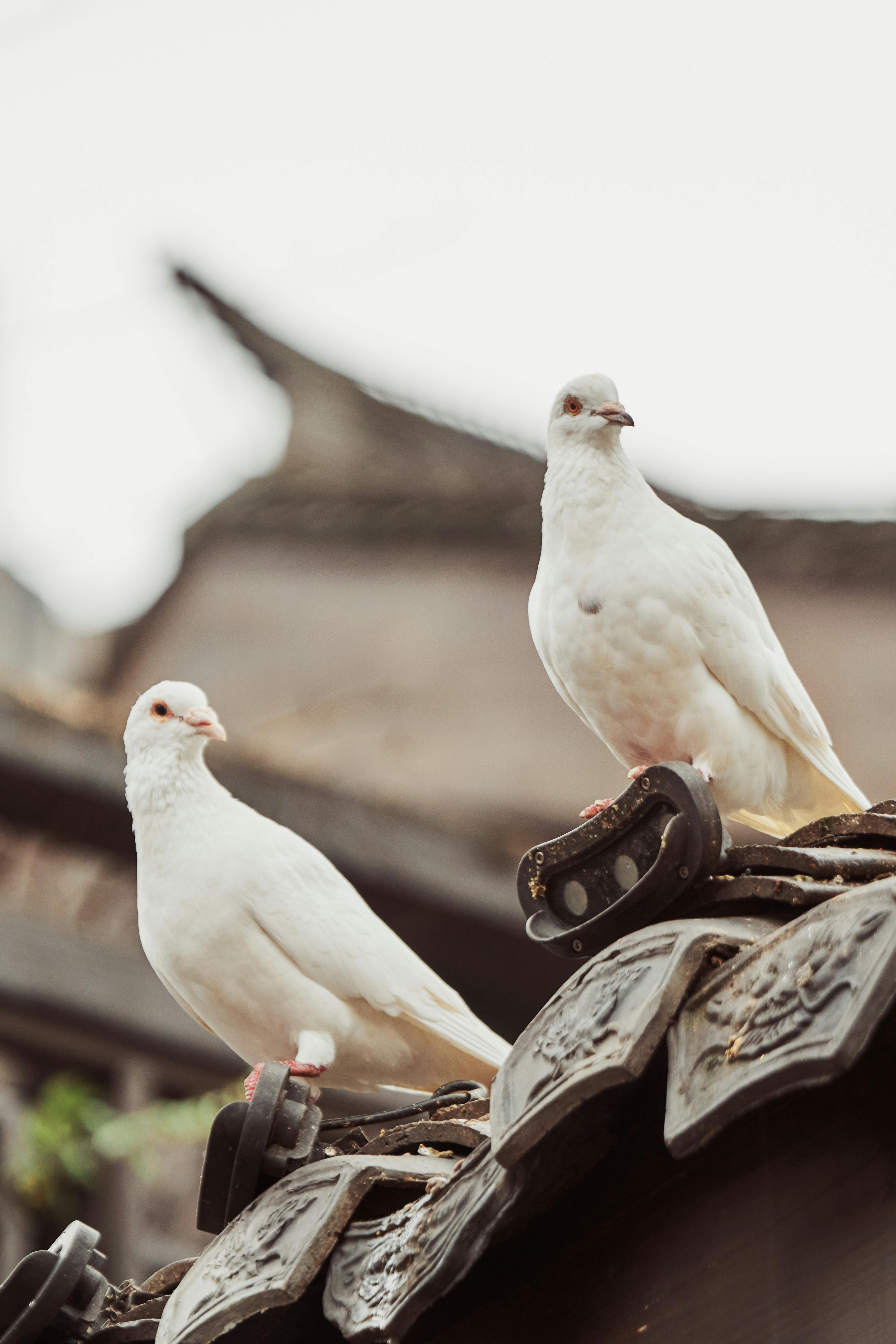 3599x5398 White Doves Sitting on Roof · Free