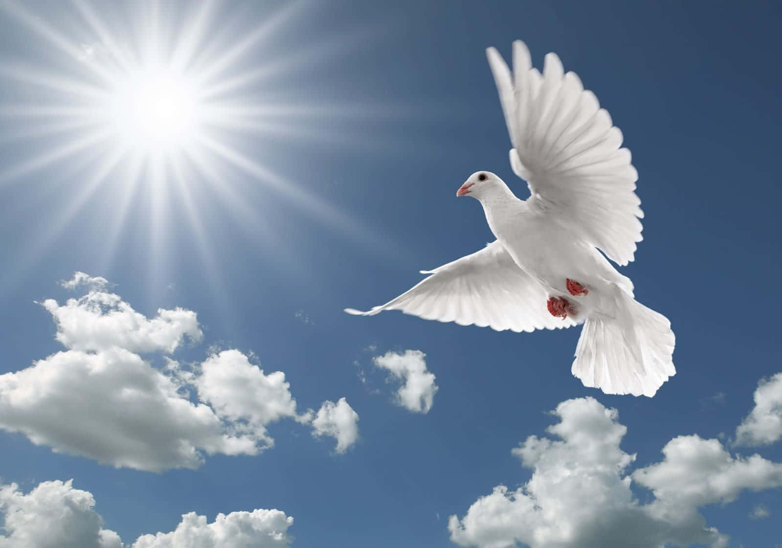 1599x1120 Download Flying Bird Peaceful White Dove Wallpaper