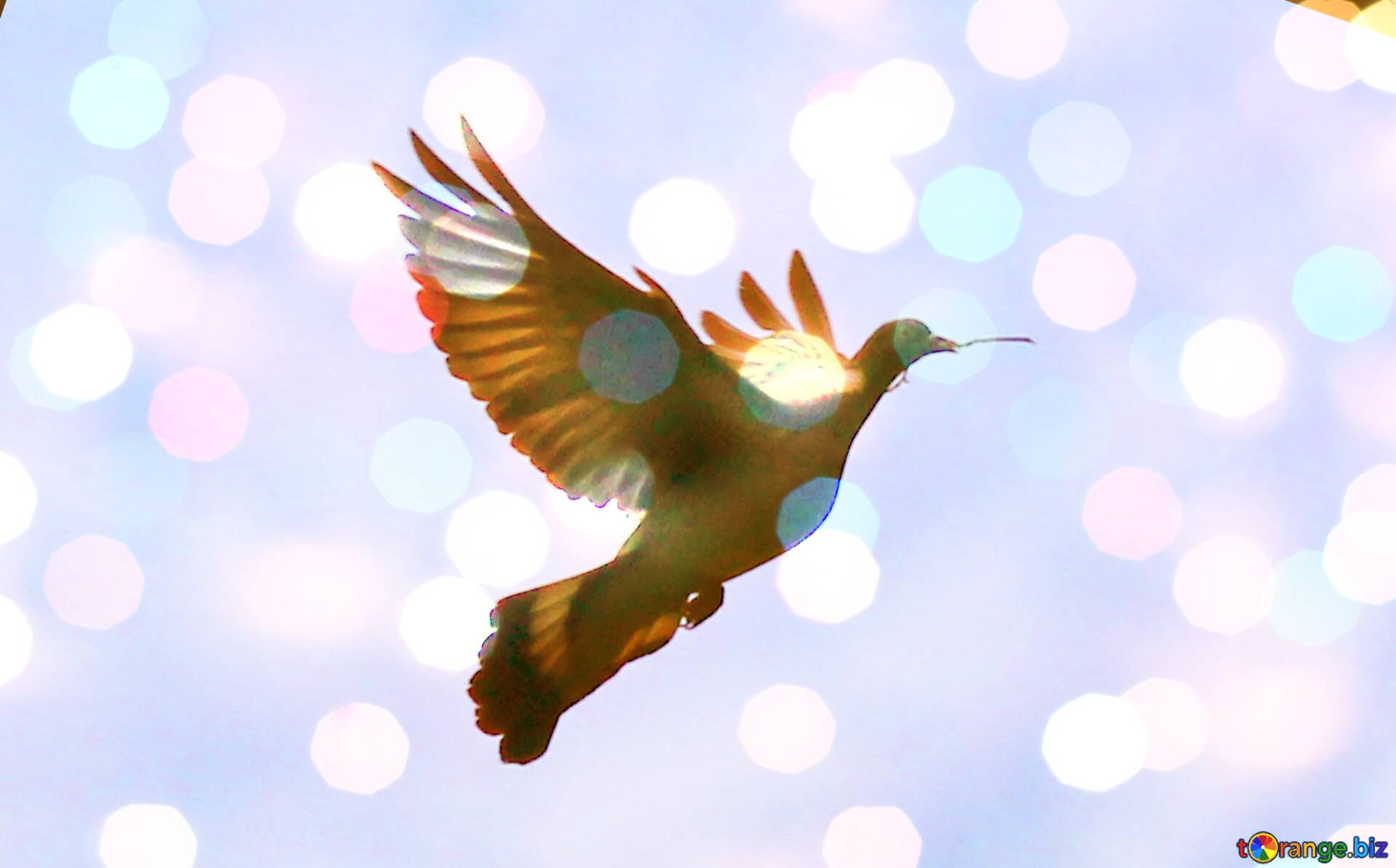 1920x1194 Dove of peace Download free picture №181344