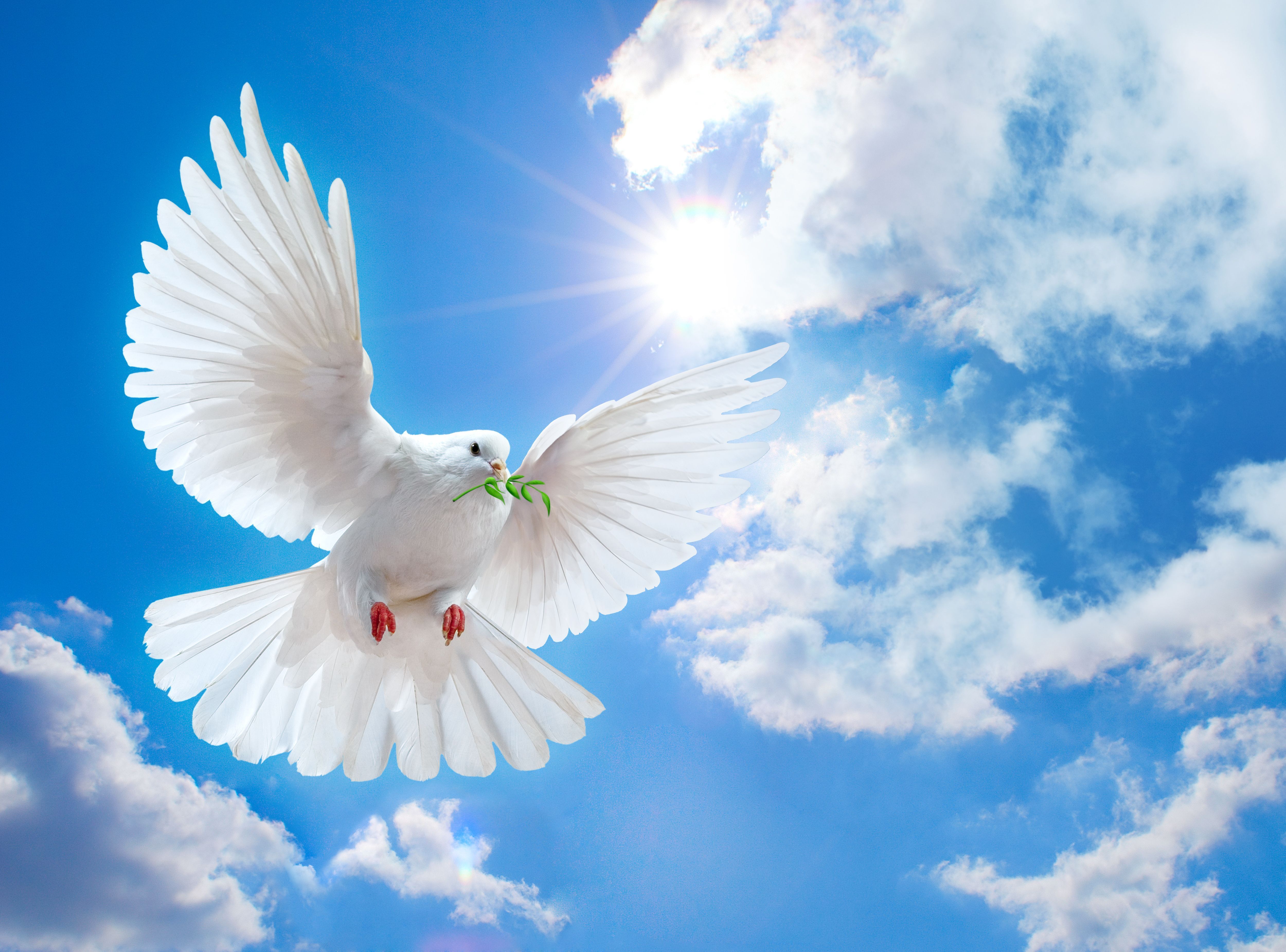 5000x3701 Dove Wallpaper