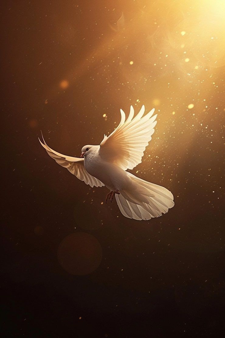 740x1110 Dove light Image