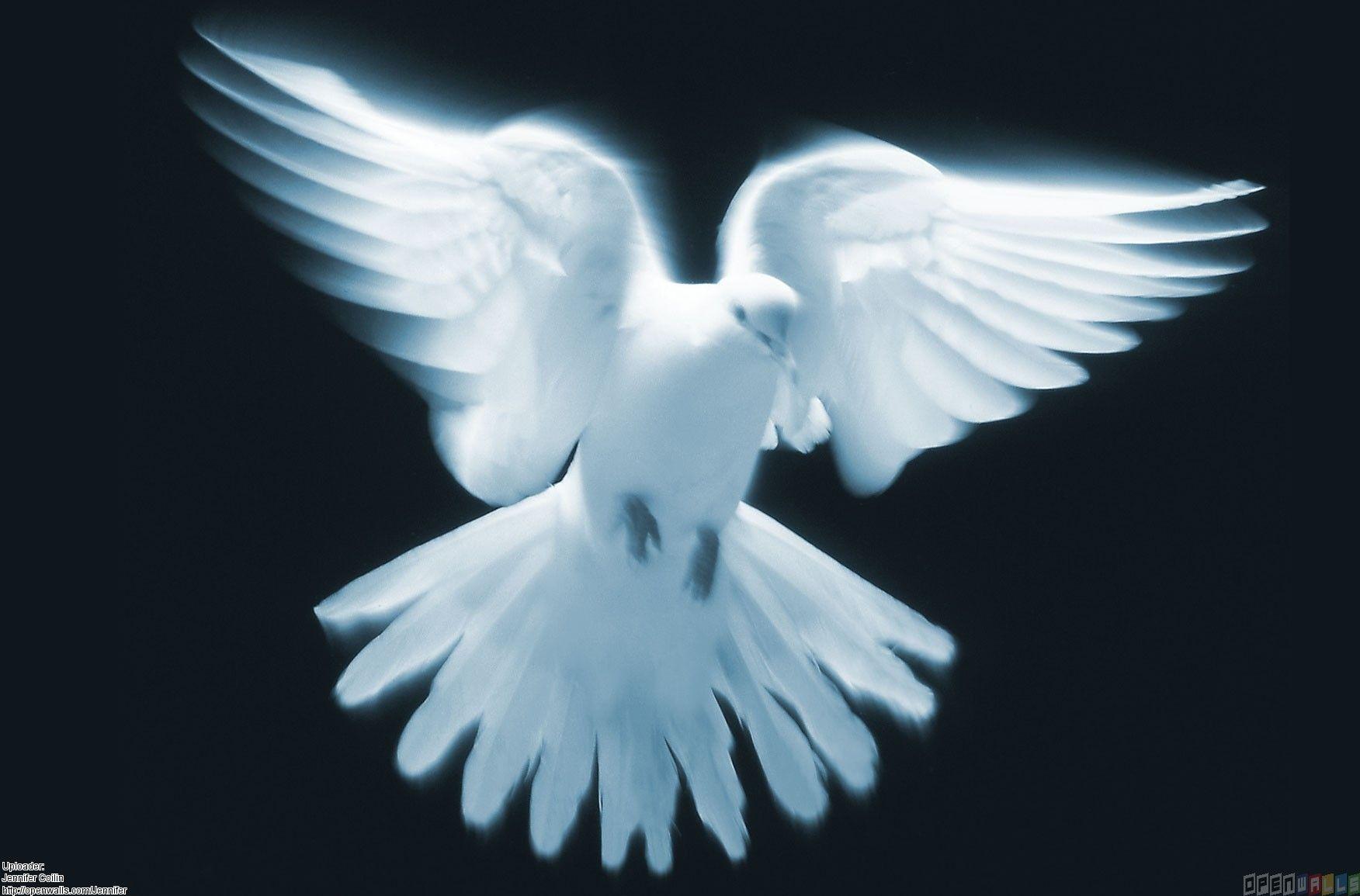 1752x1155 Dove Wallpaper