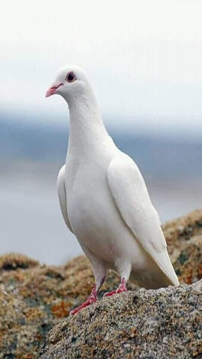 800x1422 Peace, pigeon, white, HD phone wallpaper